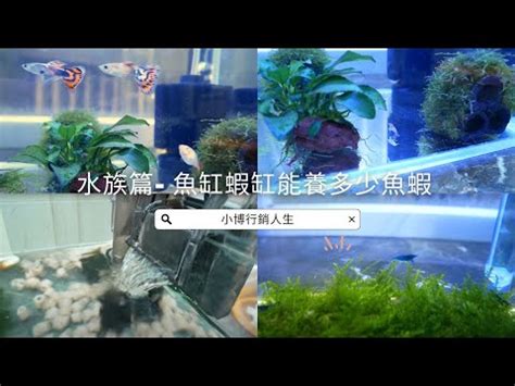 魚缸魚數量計算|魚缸魚數太少？解決方案